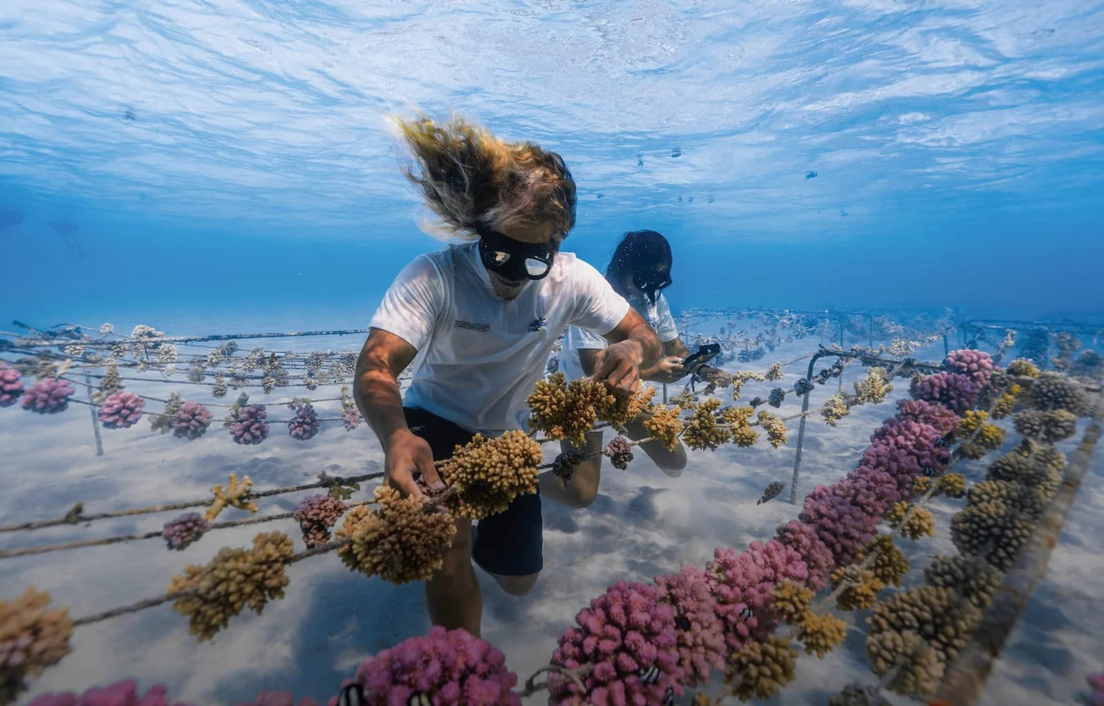 HELIYOO x CORAL GARDENERS